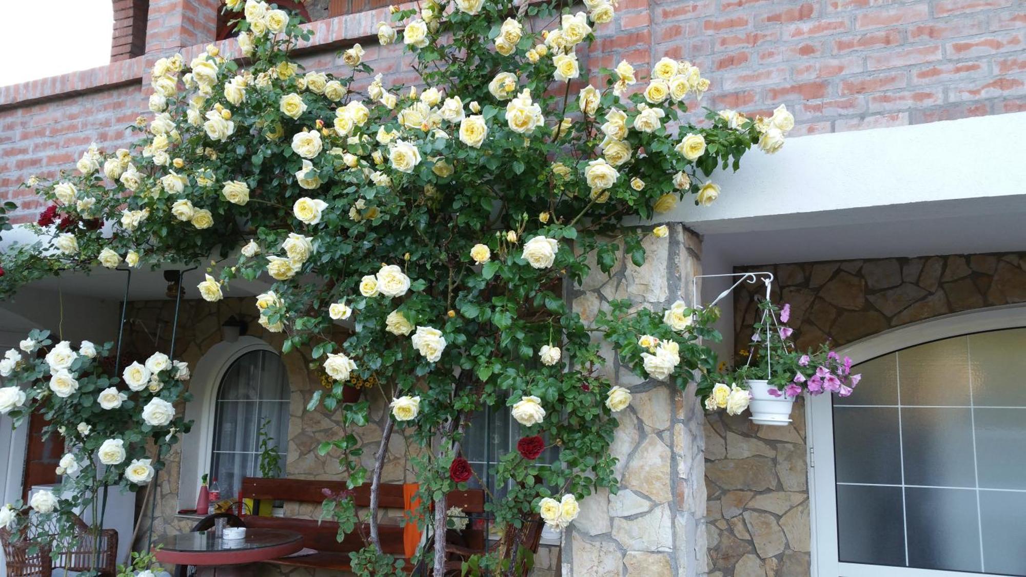 Knez Apartmani Senje 部屋 写真